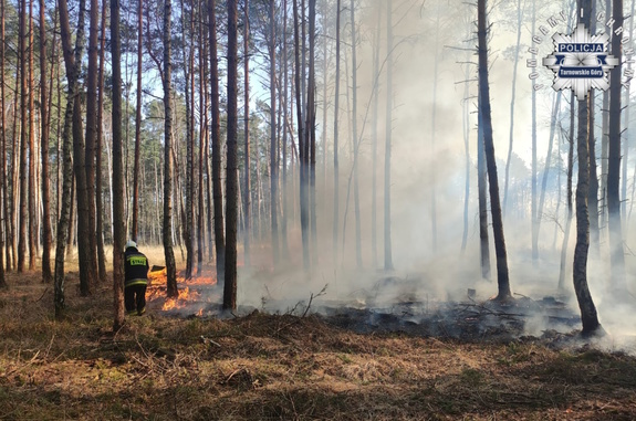 na zdjęciu paląca się ściółka leśna i strażak gaszący pożar