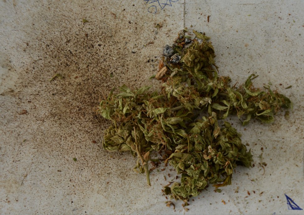 zdjęcie przedstawia susz roślinny