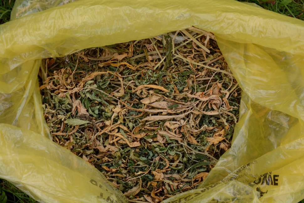 zdjęcie przedstawia żółty worek wewnątrz, którego znajduje się susz roślinny