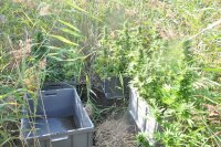 Na fotografii widać zakrzewiony teren, na którym znajdują się skrzynie wypełnione roślinami konopi.