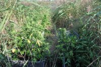 Na fotografii widać zakrzewiony teren, na którym znajdują się skrzynie wypełnione roślinami konopi.