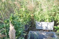 Na fotografii widać zakrzewiony teren, na którym znajdują się skrzynie wypełnione roślinami konopi.