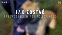 Na zdjęciu widać psa. Tekst na grafice: jak zostać przewodnikiem psa policyjnego