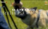 Na zdjęciu widać psa. Tekst na grafice: na czym polega służba w policji