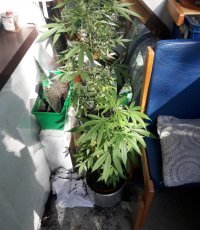 na zdjęciu widać balkon, na którym w donicach rosną krzewy marihuany