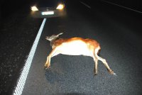 Na zdjęciu widać drogę, na której leży sarna. Przed zwierzęciem znajduje się samochód osobowy, który oświetla zwierzę światłami.