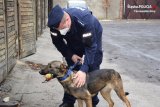 Na zdjęciu widać policjanta przewodnika oraz psa służbowego. Pies ma w pysku piłkę, którą próbuje odebrać policjant.