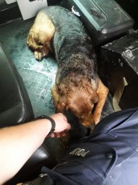 Na zdjęciu widać psa leżącego na podłodze w policyjnym radiowozie oraz policjanta, który wyciąga do niego dłoń.