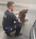 Na zdjęciu widać policjanta, który głaszcze psa.