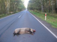 Na zdjęciu widać martwego dzika, który leży na drodze biegnącej pośrodku lasu.