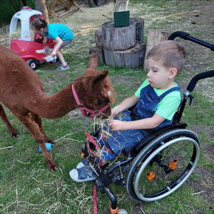 Na zdjęciu widać siedzącego na wózku inwalidzkim Jasia Jabłońskiego, który karmi sianem alpaka.