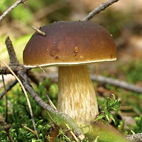 zdjęcie przedstawia grzyba w lesie