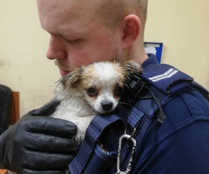 na zdjęciu policjant w mundurze tuli do siebie białego pieska