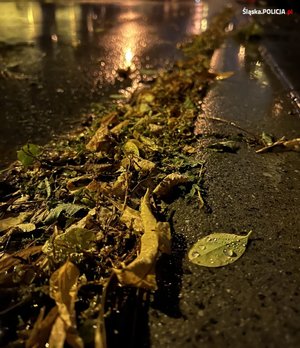 na zdjęciu jesienne liście na asfalcie
