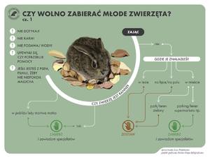 informator o zwierzętach