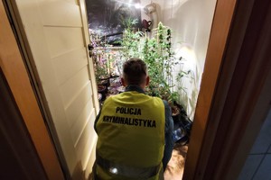 na zdjęciu policjant w kamizelce odblaskowej z napisem policja kryminalistyka przed pomieszczenie, gdzie znajduje się uprawa zakazanych roślin