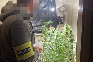 na zdjęciu policjant z opaską na ramieniu z napisem policja przed pomieszczeniem, gdzie znajduje się uprawa nielegalnych roślin